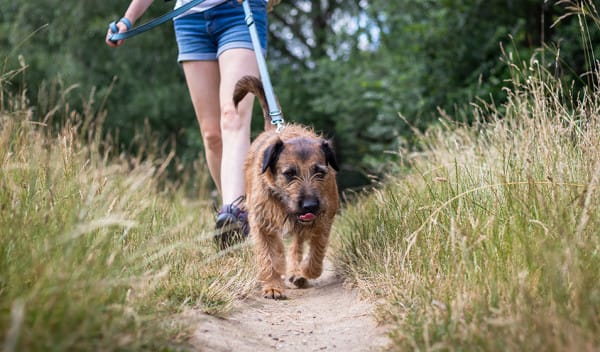 7 accessoires indispensables pour bien accueillir un chien - Gamm vert