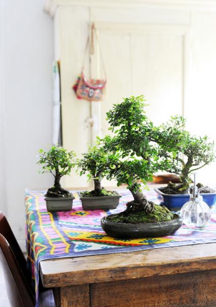 Entretien hivernal du bonsaï d'intérieur
