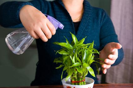 Plantes vertes d'intérieur : comment bien les nettoyer ?