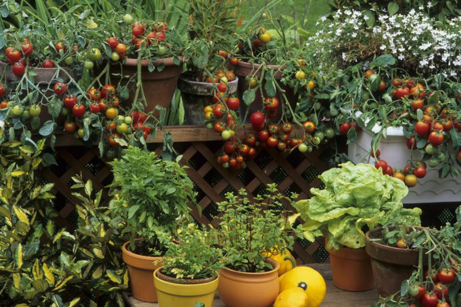 Tomate cerise Sweet millions à planter : tomate jardin - Aromatiques