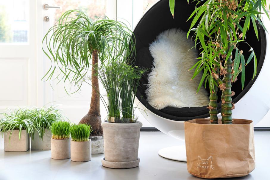 Des pots pour les plantes d'intérieur