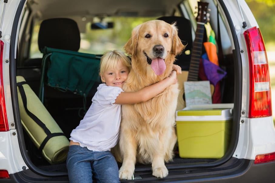 Quel équipement idéal pour la sécurité de votre chien en voiture ?