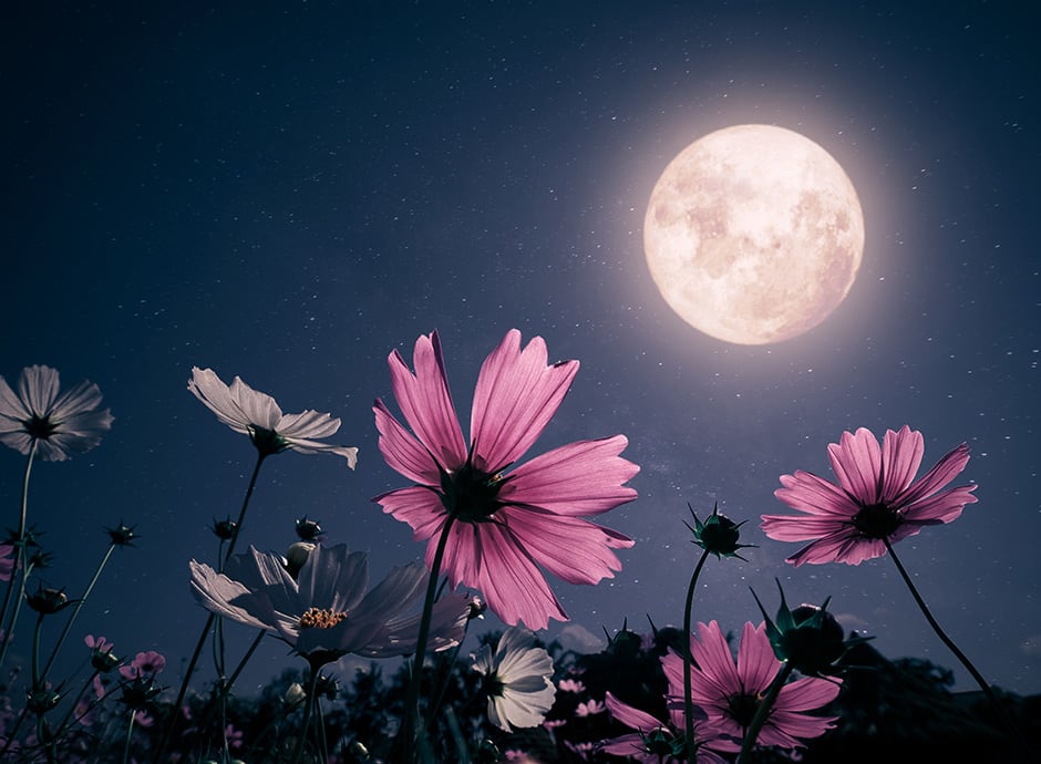 Jardiner avec la lune en 2024 : conseils, dates Le calendrier des cycles  lunaires