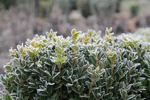 Protection des plantes en hiver face au gel et au froid