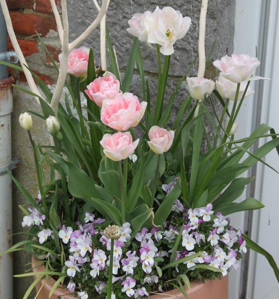 Planter les bulbes de printemps : crocus, perce-neige, tulipe - Gamm vert