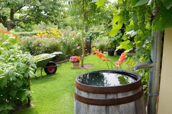 Récupérateurs d'eau de pluie pour le jardin et accessoires - botanic®