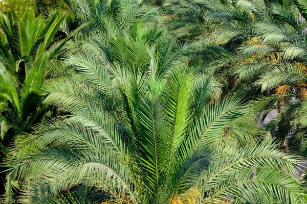 Palmier rustique - Gamm vert