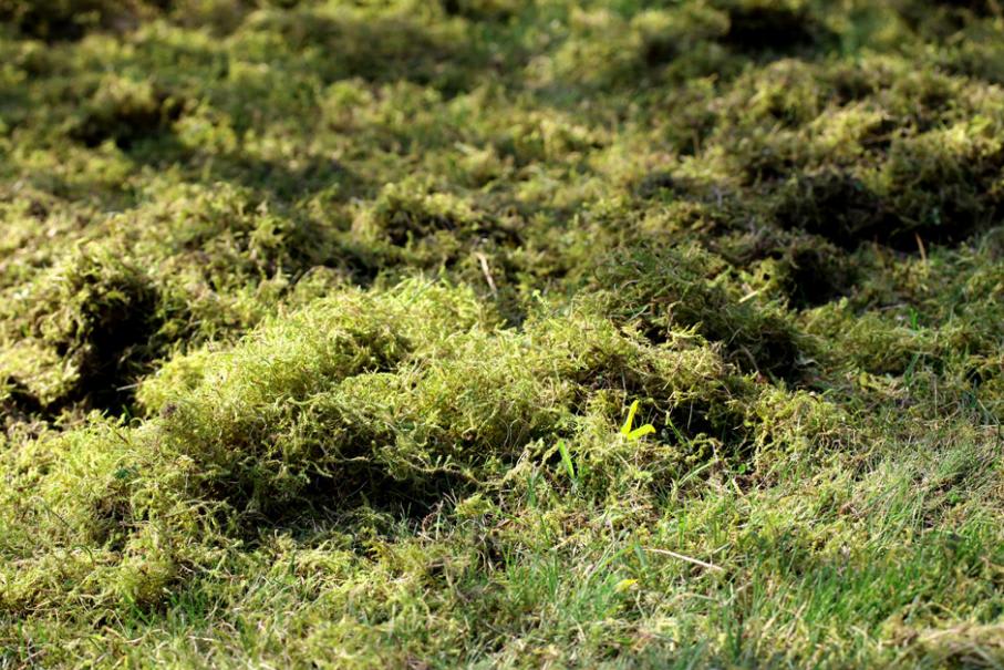 Mousse sur pelouse/gazon : comment la supprimer ?