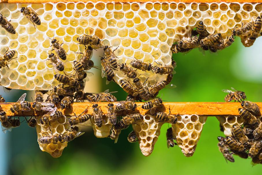 Pourquoi les alvéoles des abeilles sont hexagonales ?