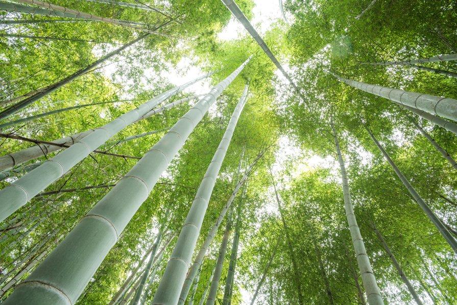 Les 6 meilleures plantes brise-vue - Gamm vert