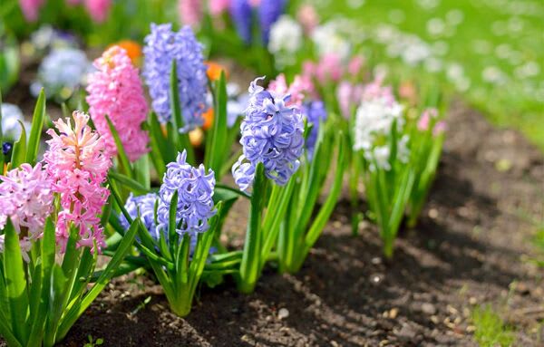 Planter les bulbes de printemps : crocus, perce-neige, tulipe - Gamm vert