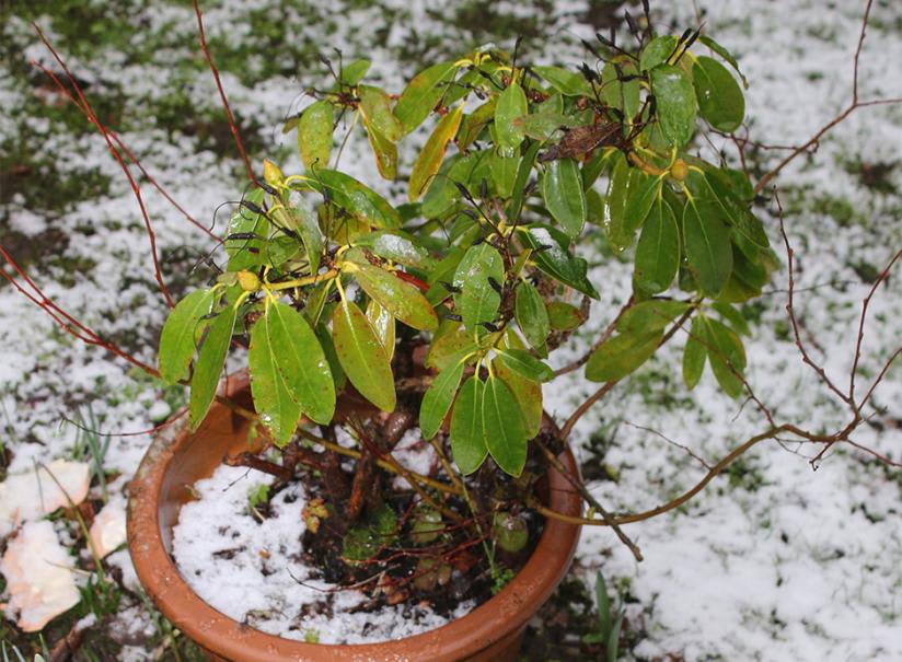 Comment protéger une azalée en pot en extérieur l'hiver ? - Gamm vert