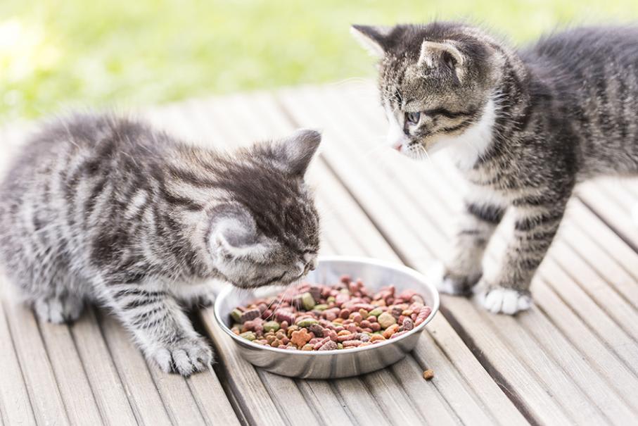 Croquette ou pâtée : quelle nourriture donner à son chat