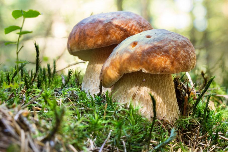 Cuisine. En forêt, comment repérer les champignons comestibles ?