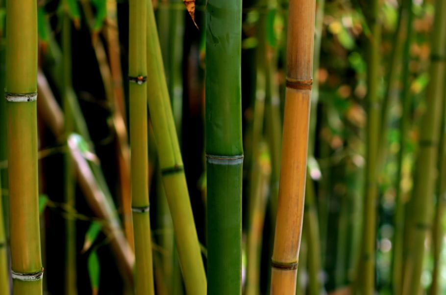 Carillon à vent en bambou - Le jardin des collines - Les bambous en France
