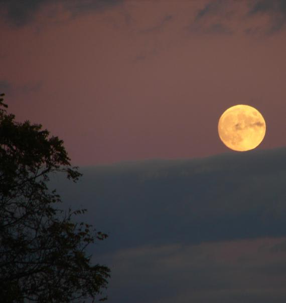 Jardiner avec la lune : optimisez votre jardinage avec les phases de la lune