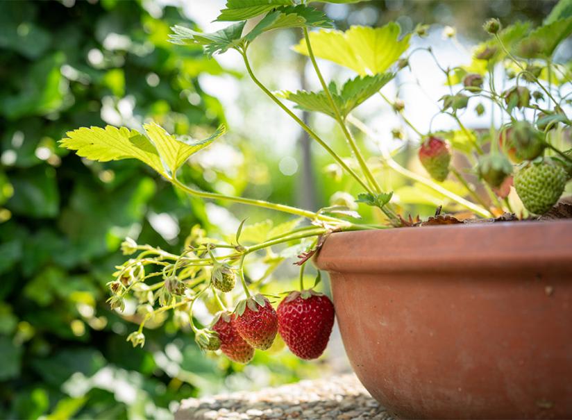 Tour de plantes - terre cuite empilable - conteneurs de culture de fraises  - quatre