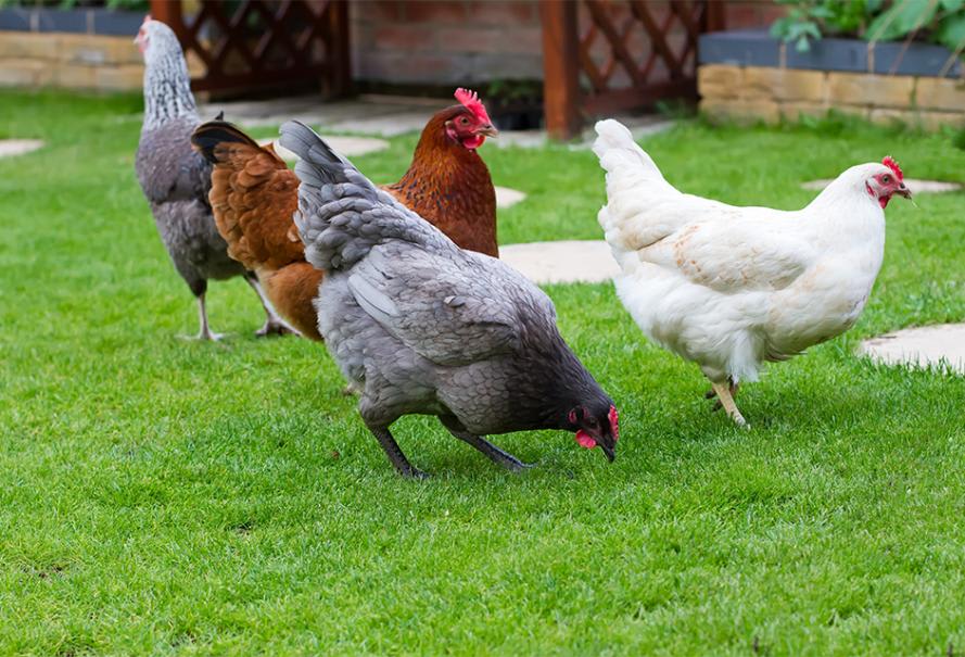 Les 5 meilleures races de poules pondeuses - Gamm vert