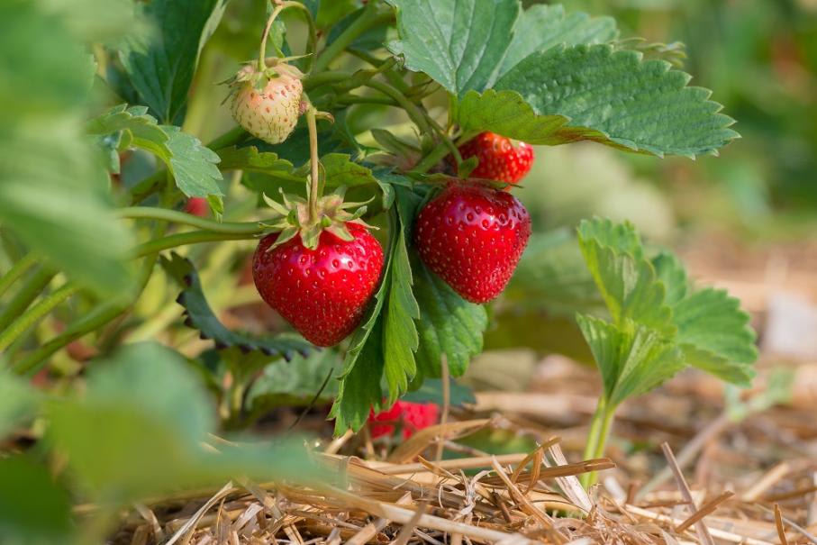 Bien planter les fraisiers - Gamm vert