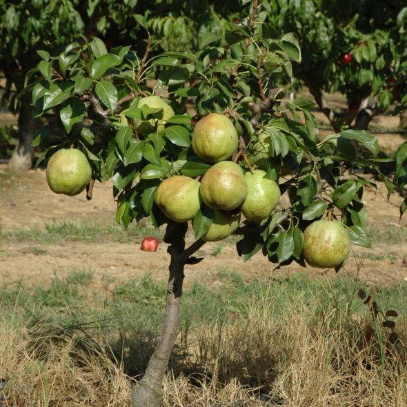 Planter un arbre fruitier nain - Gamm vert