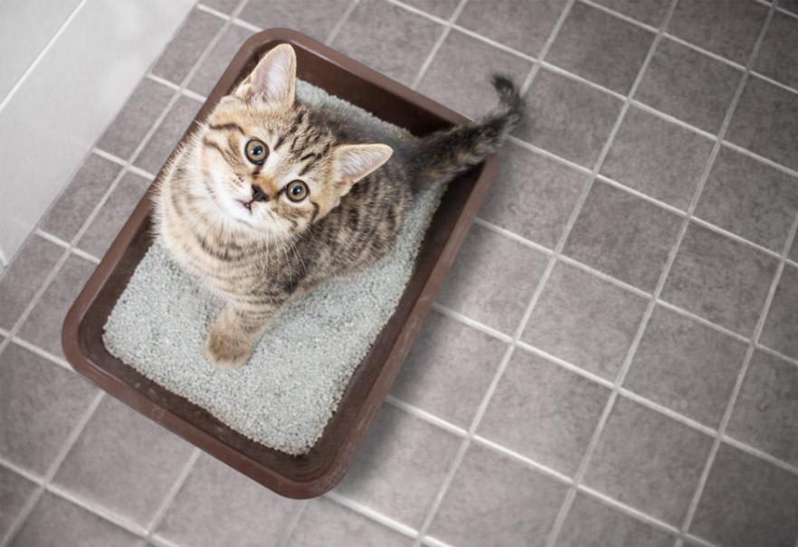 Bac à litière de toilette pour chien Boîte à litière pour chat