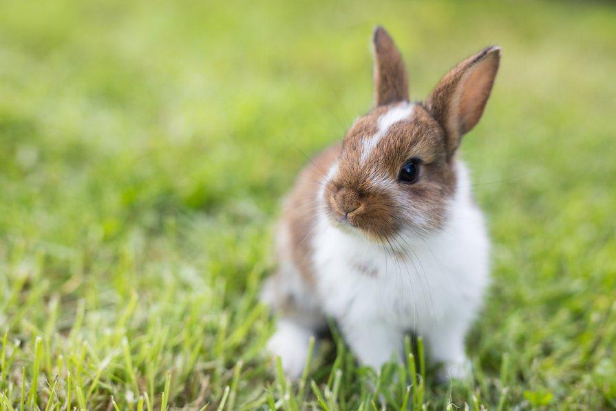 Les granulés pour l'alimentation de son lapin : comment les choisir ?