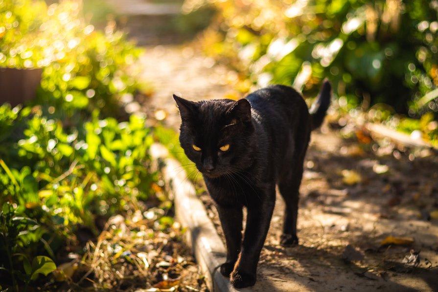Répulsif chat naturel : comment éloigner les chats de votre maison ?