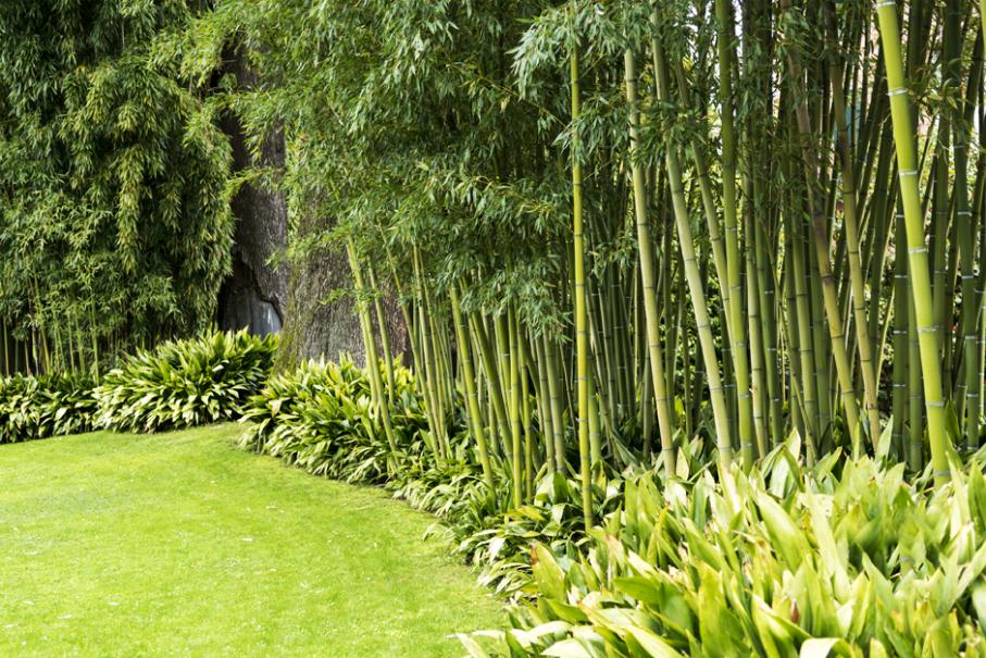 12 idées de brise-vue pour jardin [Plante, haie, bambou]
