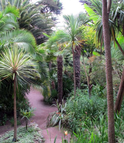 Protection hivernale pour les racines du palmier - Webshop - Matelma