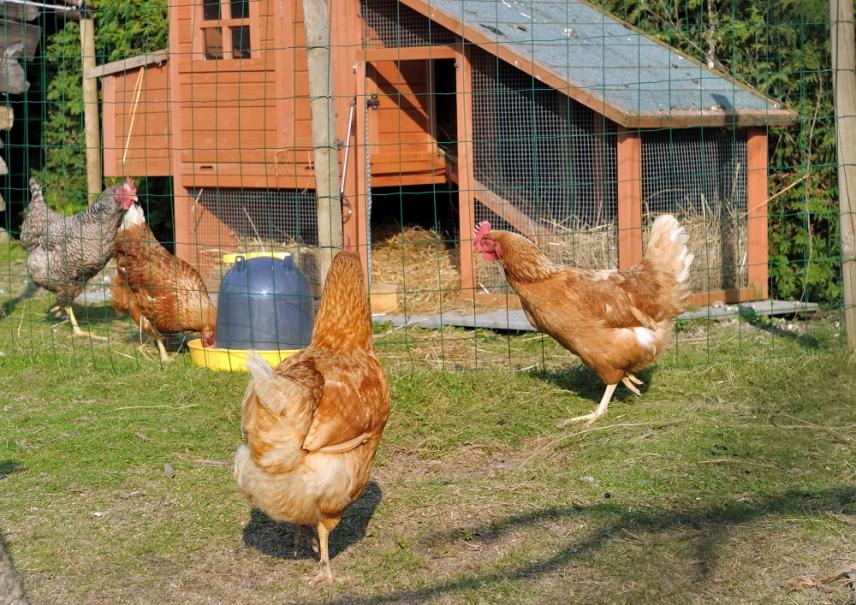 Graine de Jardinier - Nourrir ses poules avec de l'herbe à chat