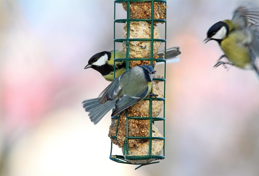 Quand nourrir les oiseaux du jardin ? Les meilleures périodes