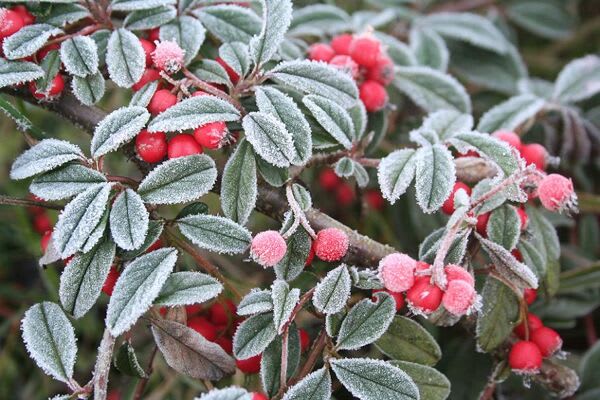 Comment bien mettre un voile d'hivernage ? - Gamm vert