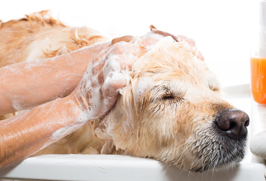 Nettoyeur de pattes pour chien • Passion Animaux