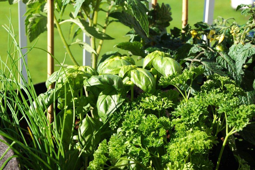 Composer une jardinière de plantes aromatiques pour le balcon