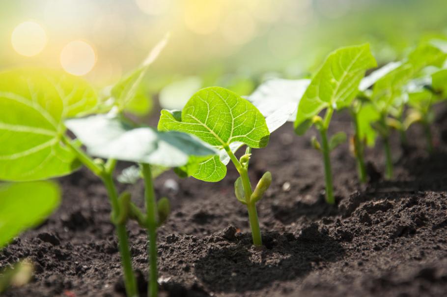 5 raisons pour lesquelles les graines ne germent pas - Mon Jardin