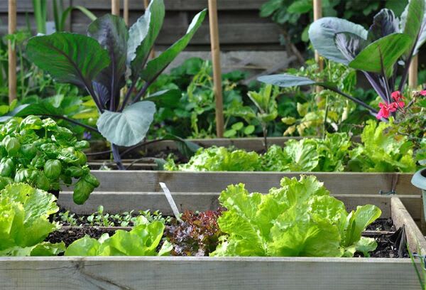 Comment tracer les parcelles du potager