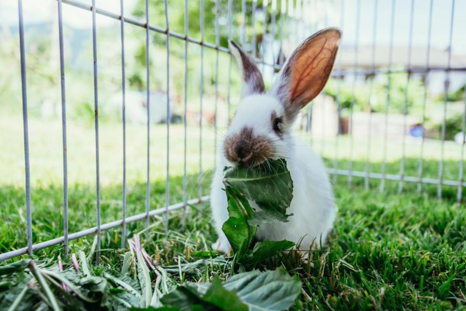 Faire une mangeoire – râtelier pour les lapins : plan  Mangeoire à foin,  Enclos lapin exterieur, Clapier lapin