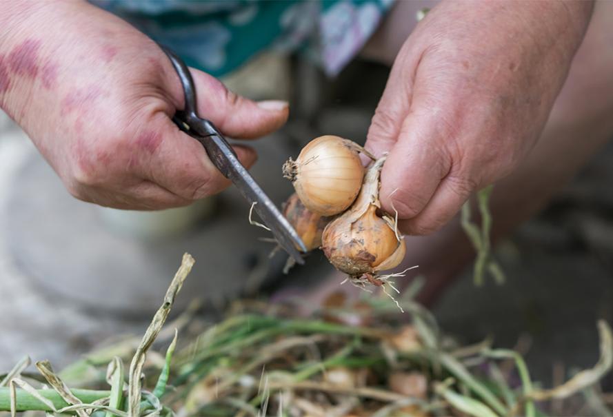 Comment planter des oignons ? Culture et récolte de l'oignon - Nortene