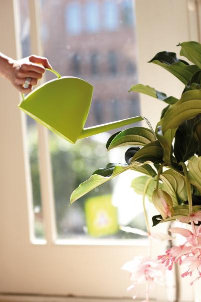 6 secrets pour réussir l'arrosage de vos plantes d'intérieur
