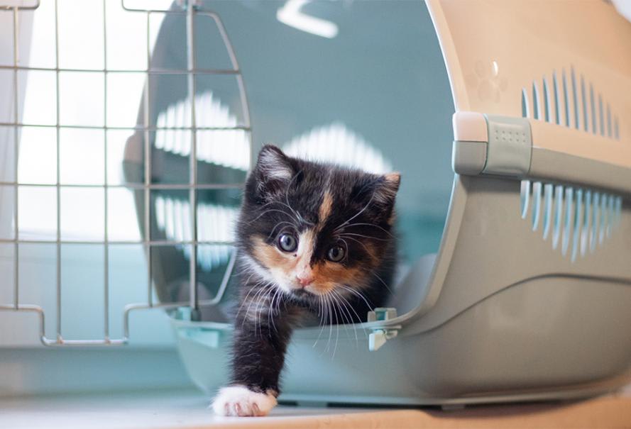 Choisir la cage de transport de son chat - Gamm vert