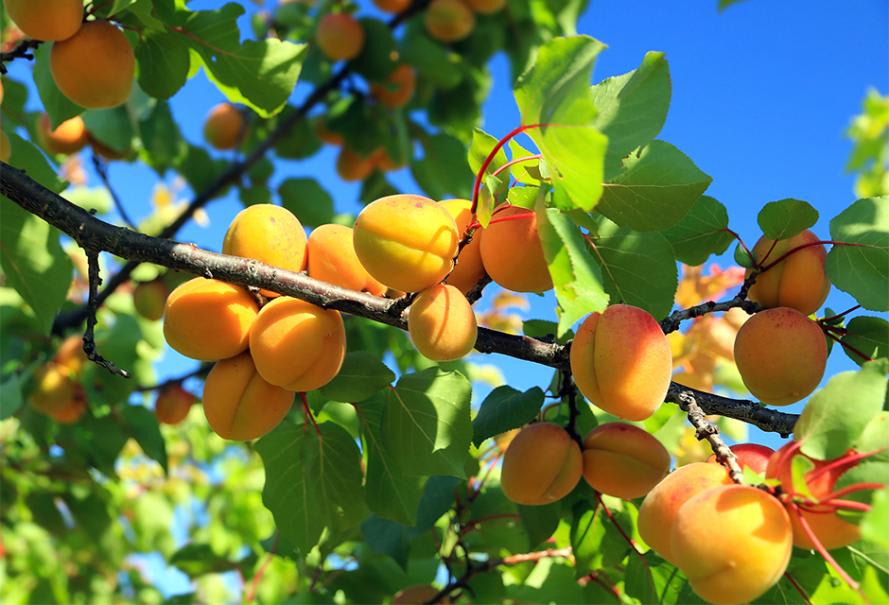 Abricotier : où le planter, combien de temps pour avoir des fruits