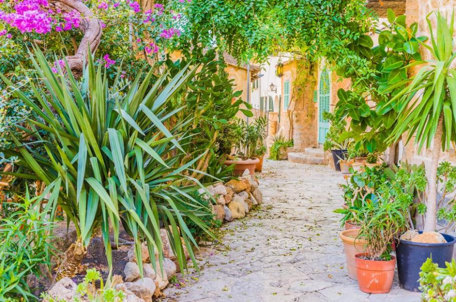 Jardin méditerranéen : caractéristiques, choix des plantes