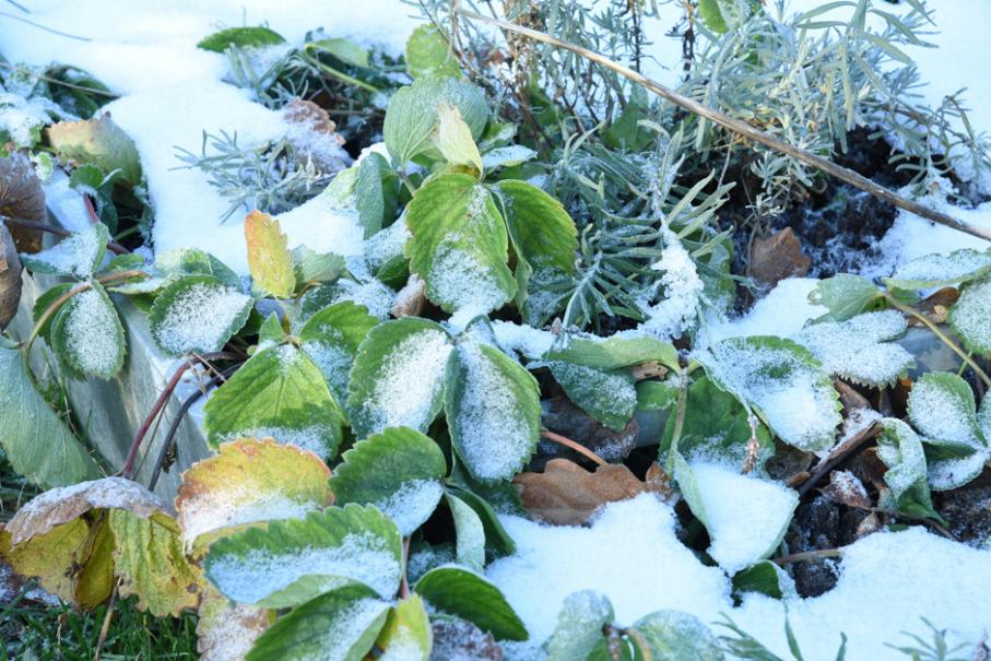 Comment bien protéger ses plantes pour l'hiver ?