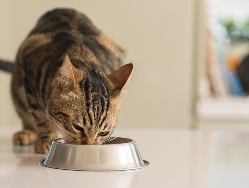 Mon chat peut-il en manger ? La FAQ des aliments pour chat.