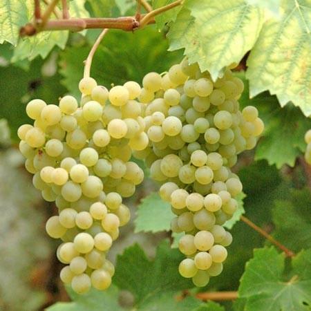 Vigne : 10 variétés rustiques pour le nord de la France