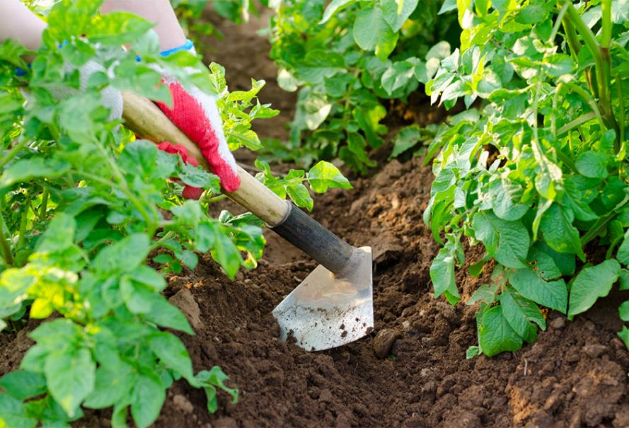 La plantation, le buttage et la fertilisation de pommes de terre au potager  - DCM