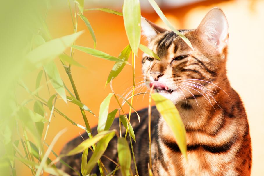 Cataire, Herbe aux chats : plantation et conseils d'entretien