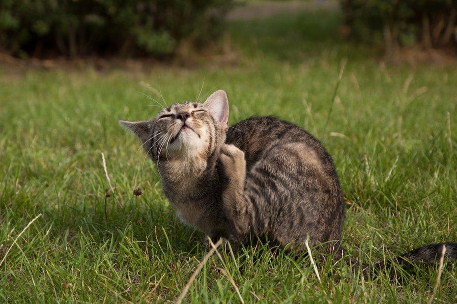 Comment choisir des anti-puces et antiparasitaires pour chat ?