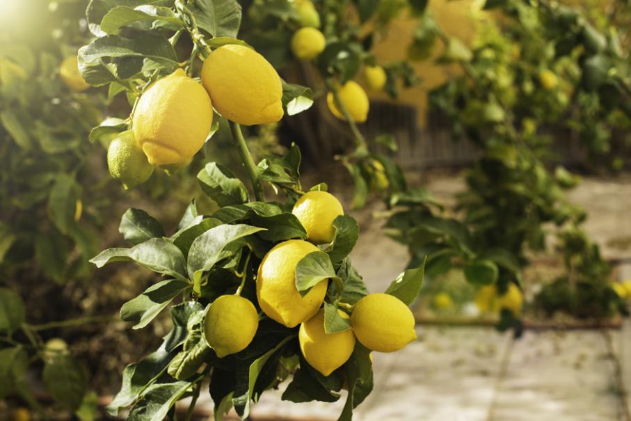 Entretien du citronnier - Gamm vert