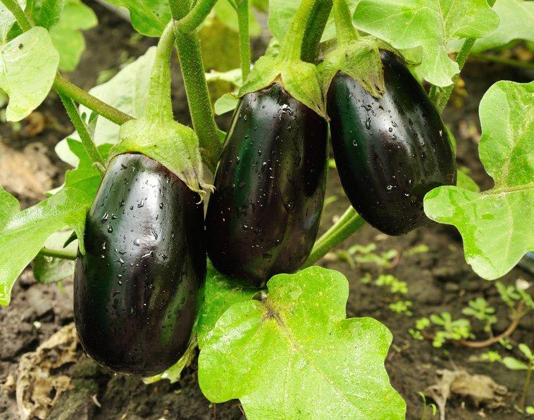 Planter et entretenir l'aubergine